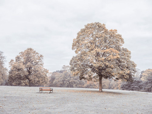 Bench in autumn park Poster Print - Assaf Frank (32 x 24)