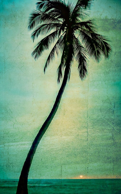 Lone Palm Poster Print - Don Schwartz (15 x 24)
