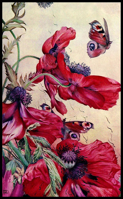 Poppy Nature Study 1917 Poster Print - Tina Lavoie (22 x 36)