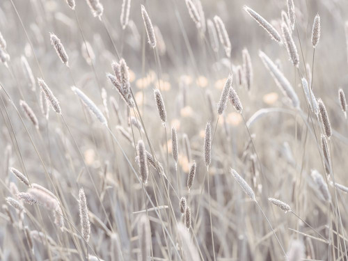 Summer meadow Poster Print - Assaf Frank (24 x 18)