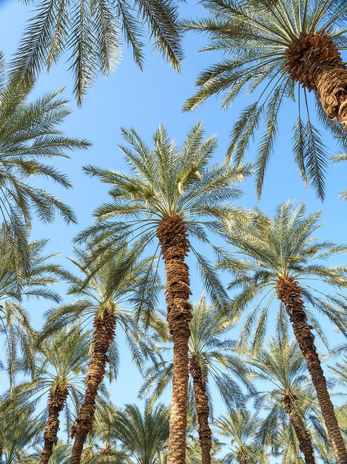 Palm Trees Poster Print - Assaf Frank (12 x 16)