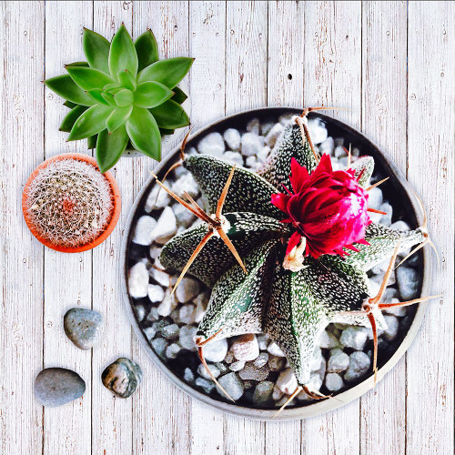 Two Succulents and A Cactus Poster Print - Tina Lavoie (12 x 12)