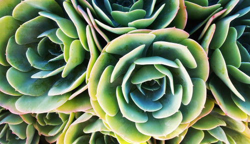 Succulent Rose Poster Print - Tina Lavoie (36 x 21)