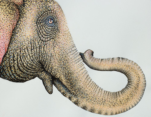 Spotted Asian Elephant 2 Poster Print - Martin Wickstrom (24 x 18)
