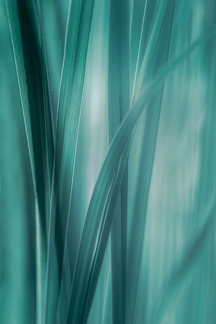 Summer Grasses Poster Print - Don Schwartz # VARPDXSS120A