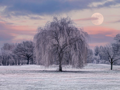Tree covered in frost Poster Print - Assaf Frank (32 x 24)