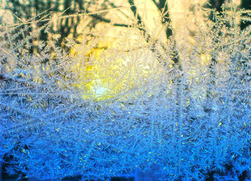 Ice Forest Poster Print - Tina Lavoie (24 x 17)