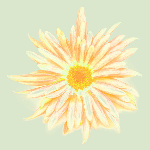 Colorful Flower V Poster Print - Irena Orlov (12 x 12)