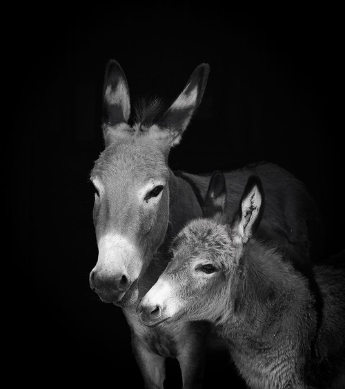 Jelly Bean Poster Print - Susan Friedman (12 x 14)