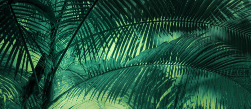 A Sunkissed Palms Poster Print - Don Schwartz # VARPDXSS122A