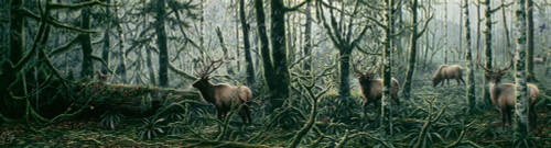 Enchanted Forest Poster Print - Jeff Tift (36 x 9)