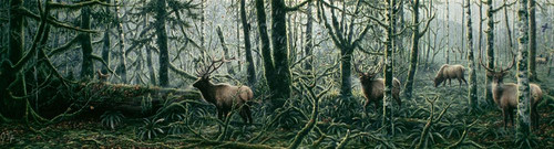 Enchanted Forest Poster Print - Jeff Tift (36 x 9)