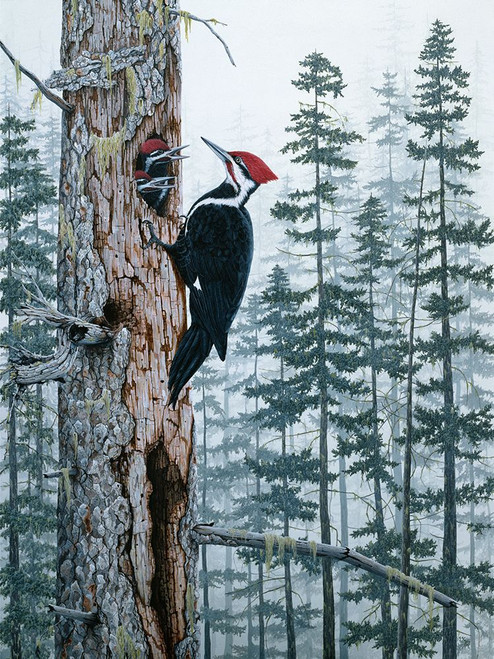 Piliated Woodpeckers Poster Print - Jeff Tift (12 x 16)