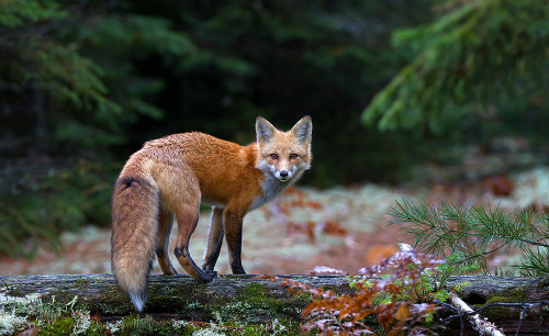 Red Fox In Algonquin Park Poster Print - Jim Cumming # VARPDX887183