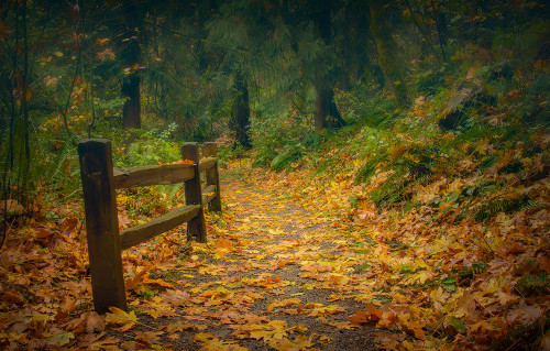 Leafy Path Poster Print - Don Schwartz (36 x 23)