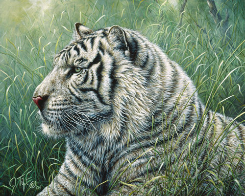 White Tiger Poster Print - Jeff Tift (24 x 18)