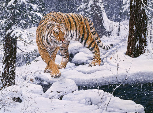 Silent Hunter- Siberian Tiger Poster Print - Jeff Tift (33 x 24)