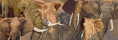 Long Ele Poster Print - Graeme Stevenson (36 x 12)