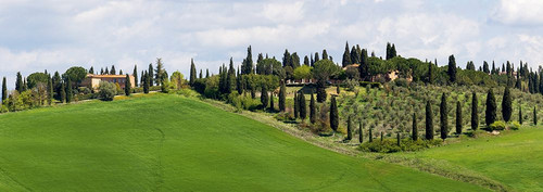 Tuscany landscape with farm-cypress and olive trees. Tuscany-Italy. Poster Print - Tom Norring (36 x 12)