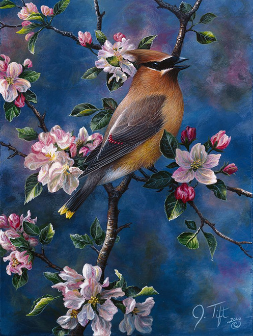 Cedar Waxwing Poster Print - Jeff Tift (12 x 16)