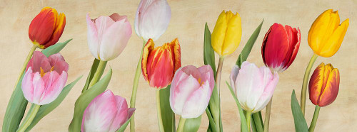 Tulpa Nova Poster Print - Luca Villa (36 x 13)