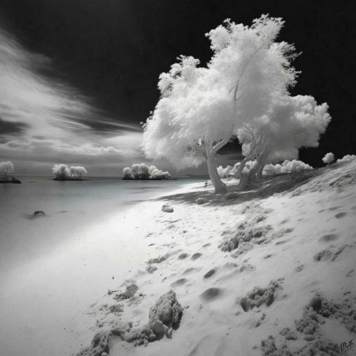 Infrared Beach II Poster Print - Marta Wiley (24 x 24)