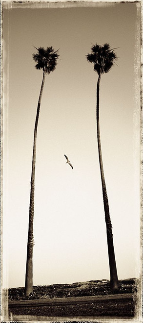 Palmae Palm II Poster Print - joSon (16 x 36)