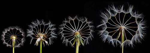 Family Portrait Poster Print - Art Lionse # VARPDX878146