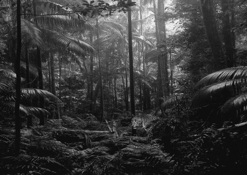 In the Jungle Poster Print - Pangea Images # VARPDX3AP5894