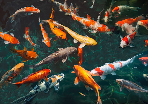 Pond with Koi-Fish Poster Print - Teo Rizzardi (34 x 24)