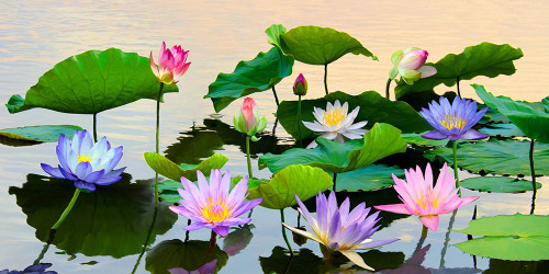 Flowered Pond Poster Print - Teo Rizzardi (36 x 18)