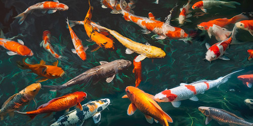 Pond with Koi-Fish (detail) Poster Print - Teo Rizzardi (24 x 12)