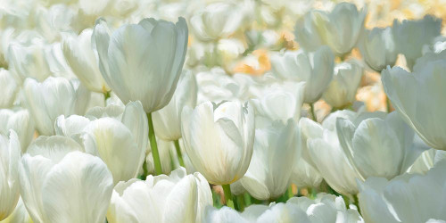 Field of White Tulips Poster Print - Luca Villa # VARPDX2LC6218