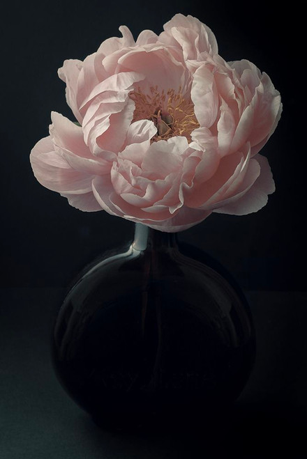Coral Peony Flower Still Life Poster Print - Alyson Fennell (24 x 36)
