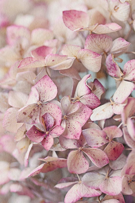 Vintage Pink Hydrangea Petals Poster Print - Alyson Fennell (12 x 18)