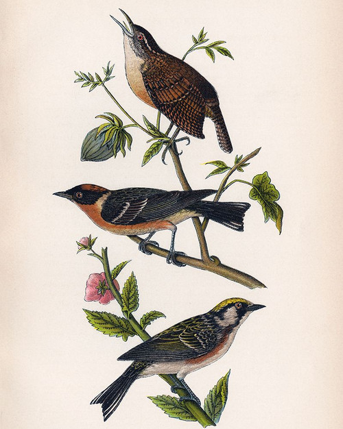 Bird Branch Poster Print - Piddix (24 x 30)