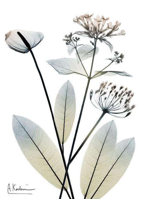 Lamentable Honor 2 Poster Print - Albert Koetsier