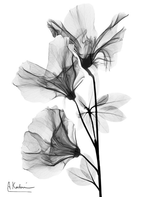 Spring Beauties 2 BW Poster Print - Albert Koetsier