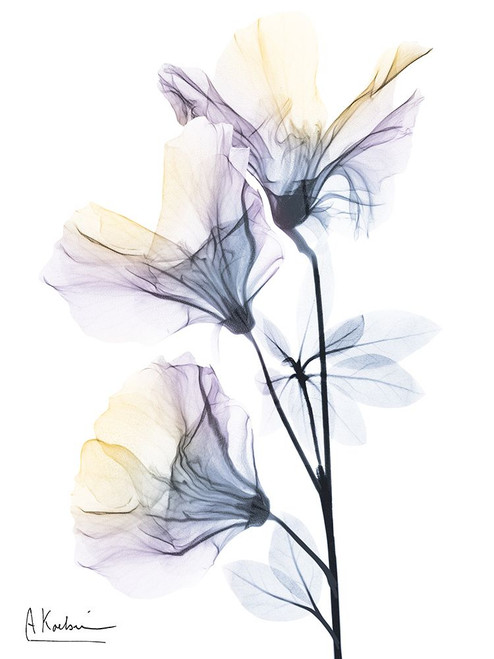 Spring Beauties 2 Poster Print - Albert Koetsier
