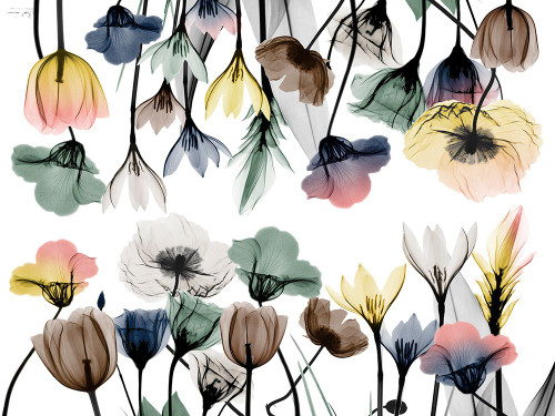 Floral Pleasures 1 Poster Print - Albert Koetsier