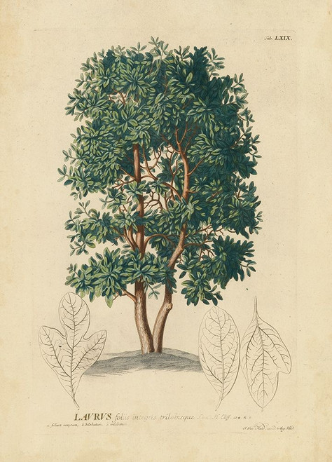 non-embellished Laurel Tree Poster Print - Unknown