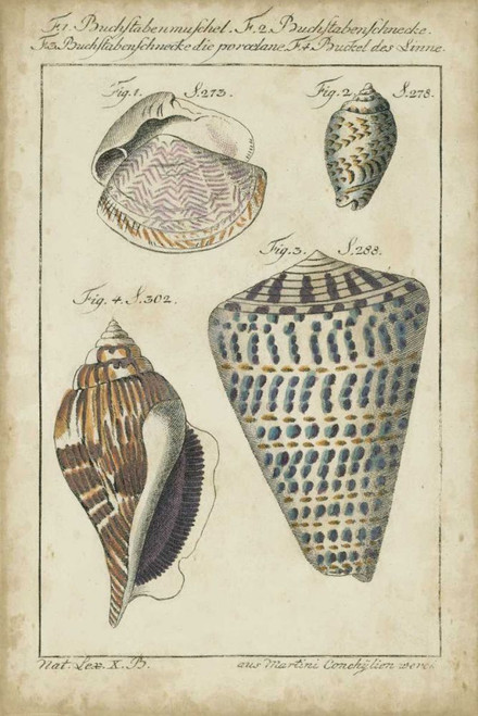 Vintage Shell Study II Poster Print - Martini