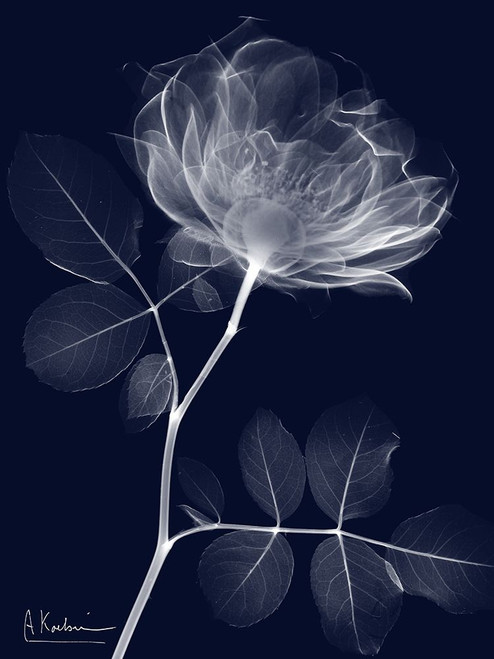 Indigo Rose Dynasty 1 Poster Print - Albert Koetsier