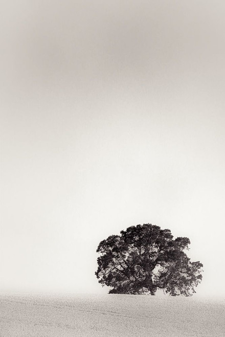 Big Tree in the Field of Wheat Poster Print - Don Schwartz