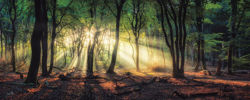 Sun Rays in the Forest II Poster Print - Martin Podt