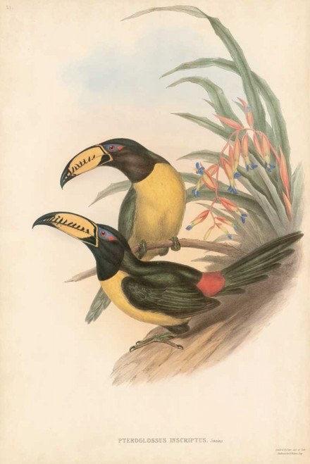 Tropical Toucans IV Poster Print - John Gould