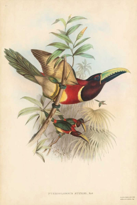 Tropical Toucans III Poster Print - John Gould