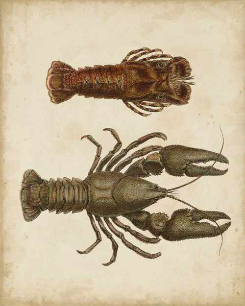 Crustaceans V Poster Print - James Sowerby