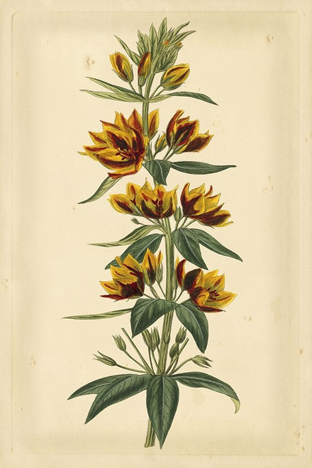 Floral Varieties IV Poster Print - Curtis