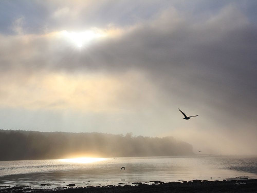 Foggy Bar Harbor Poster Print - Lori Deiter